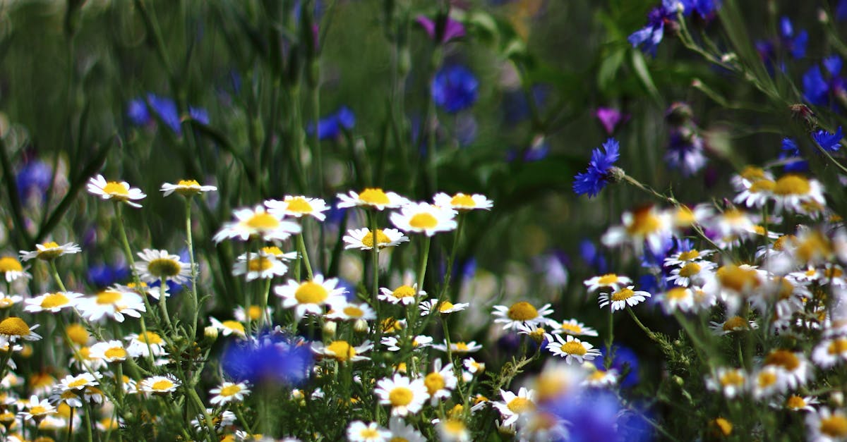 Free stock photo of bokeh, flowers, wild flowers