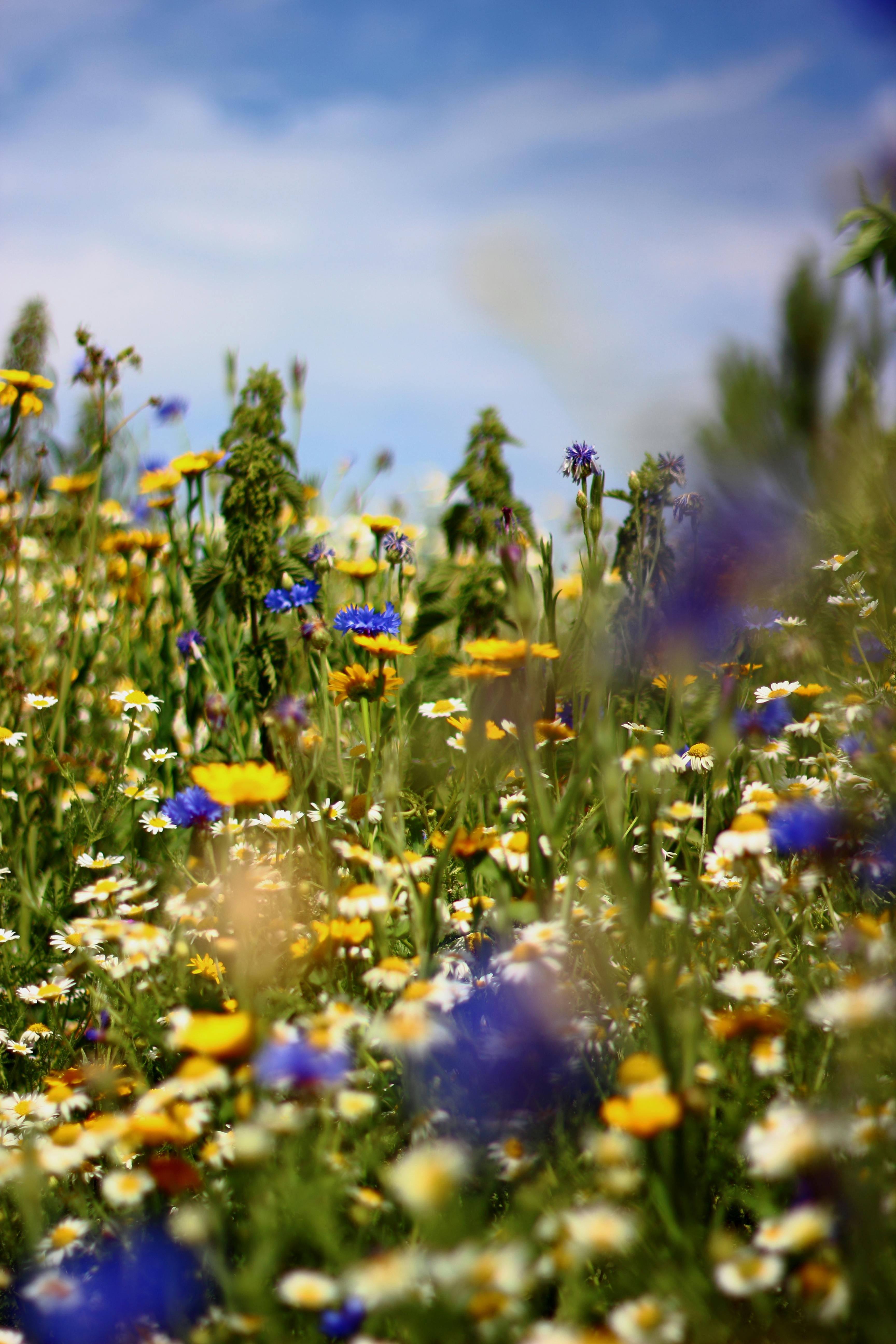 Free stock photo of flowers, sky, summer