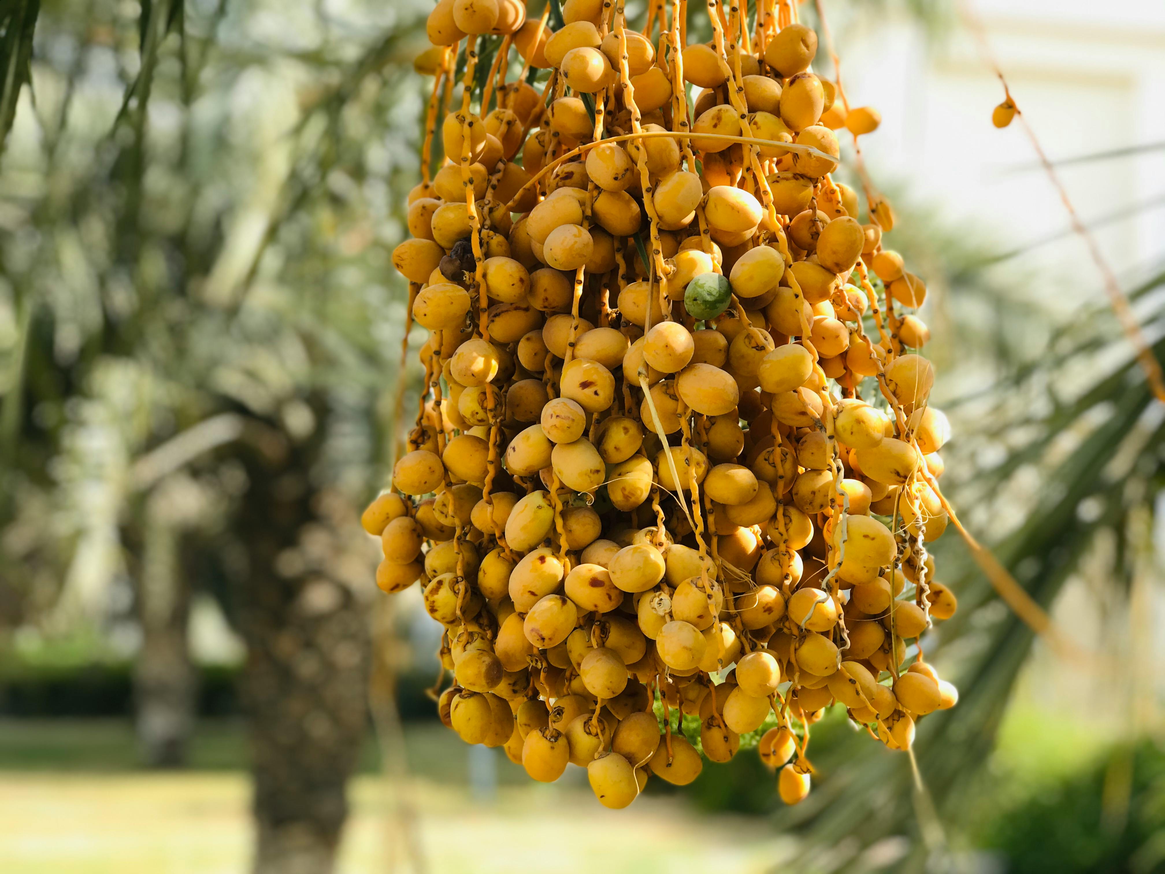 Yellow Round Fruits on Tree · Free Stock Photo