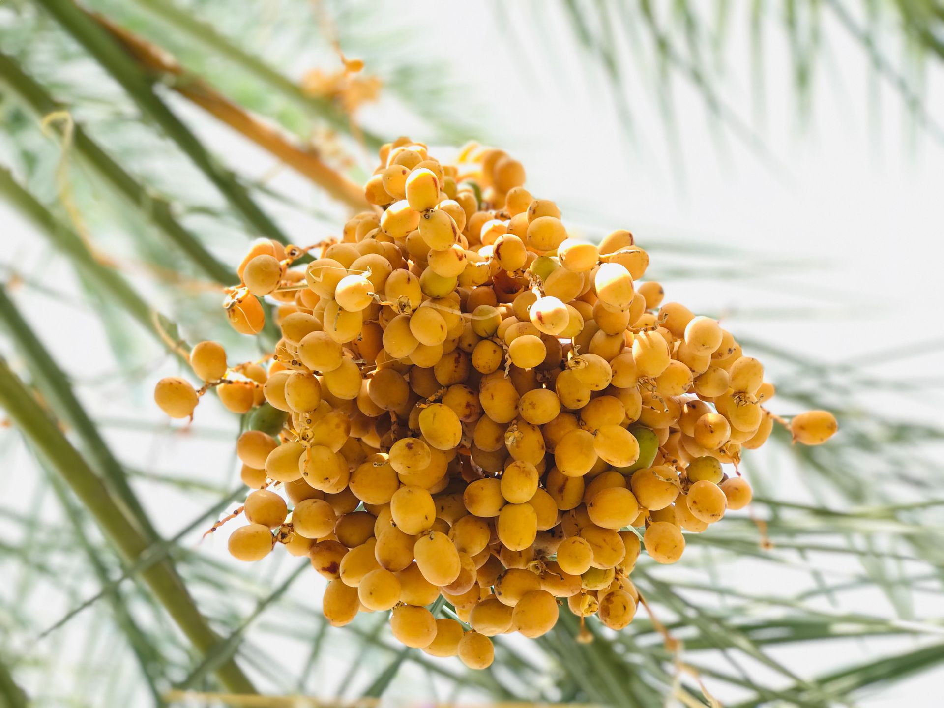A cluster of ripe yellow dates hanging from a palm tree branch, showcasing nature's bounty.