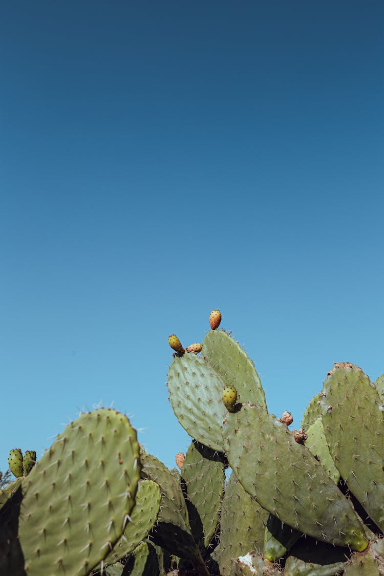 Prickly Pear Cacti 