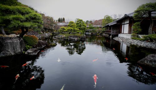 Free stock photo of fish, garden, japan
