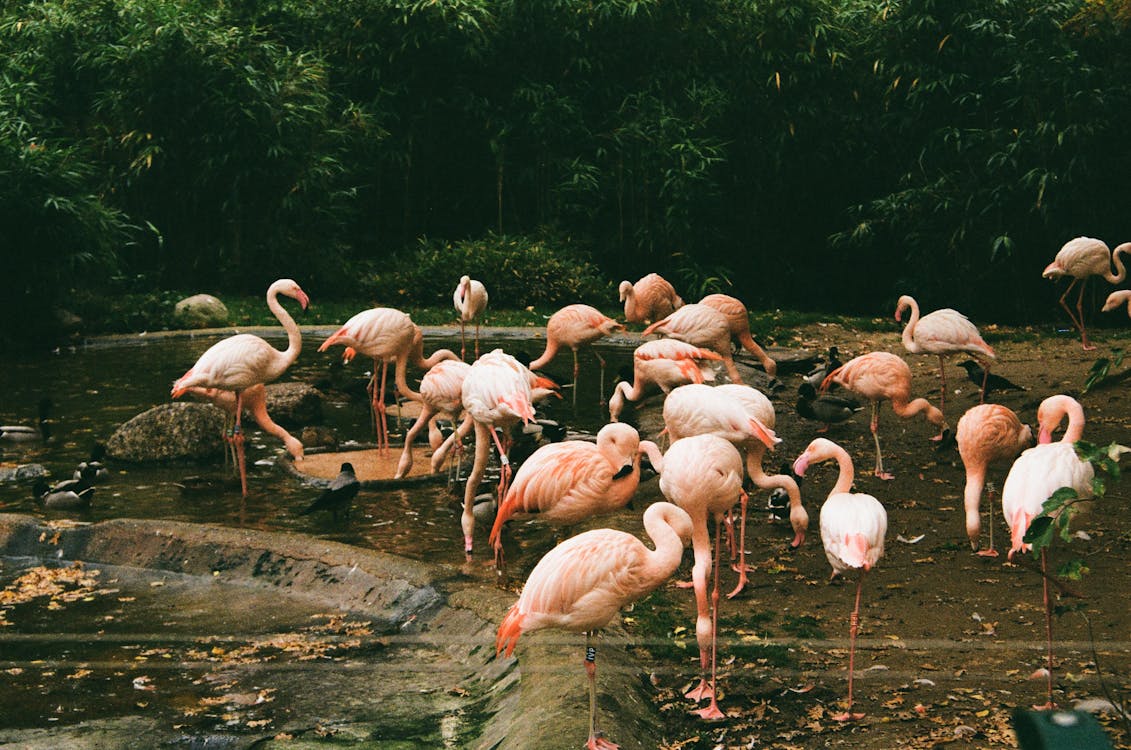 Free Flamingos in Water Stock Photo