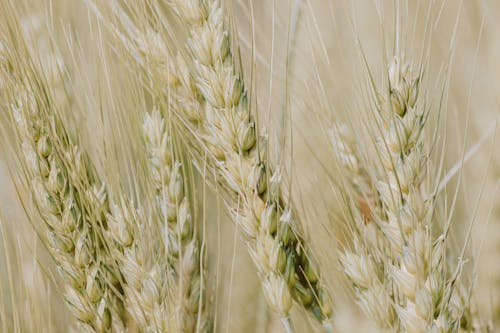 Close-up of a Barley Field 