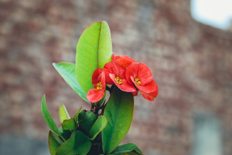 Close-up Of Euphorbia Milii Flower 