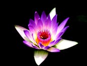 在黑色背景下，令人惊叹的紫色莲花绽放着充满活力的花瓣，熠熠生辉