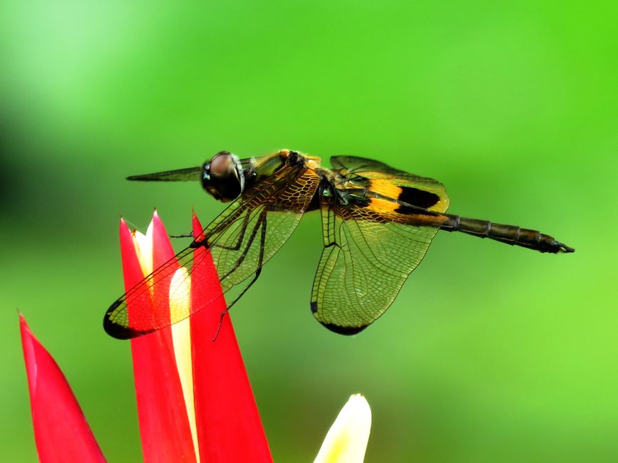 wildlife exclusion removal near me North Glendale wildlife exclusion removal North Glendale