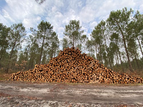 低角度拍摄, 切碎的, 切碎的树林 的 免费素材图片