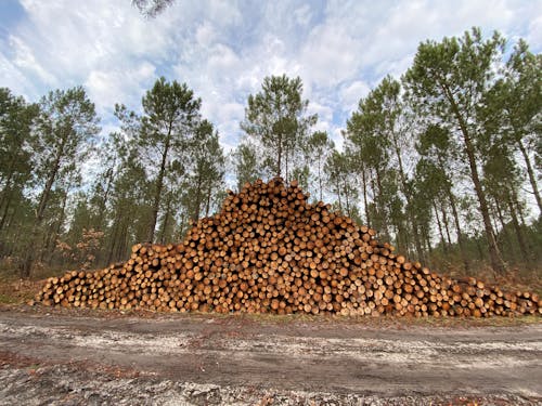 Brown Tree Logs on Gray Dirt Road