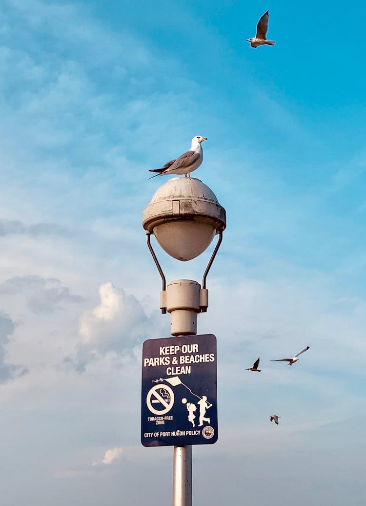 Seagull Sitting On A Lantern 