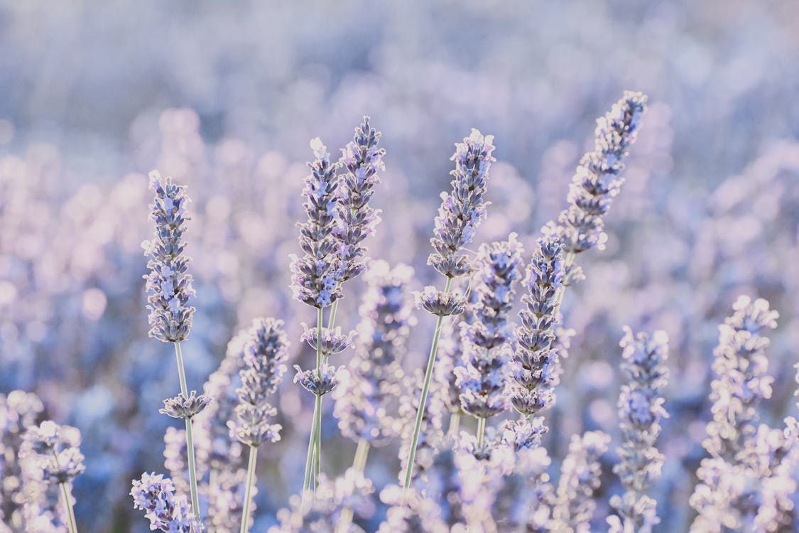 Purple gentle fragrant flowers of lavender on blurred background of meadow in daytime in summer