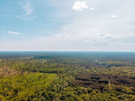 Breathtaking aerial view showcasing a lush green forest under a clear summer sky.