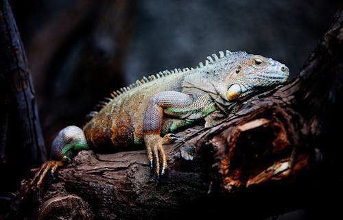 Free Close-up of Lizard Sitting on Tree Branch Stock Photo