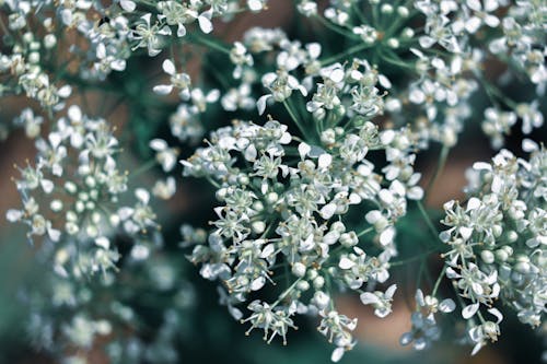 Free Closeup of white fresh flowers on thin stems growing in green summer park Stock Photo