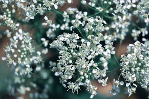 Closeup of white fresh flowers on thin stems growing in green summer park