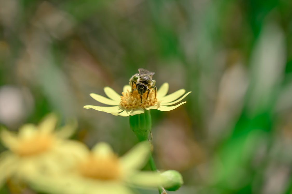 Free Bee sitting on fresh blooming flower Stock Photo