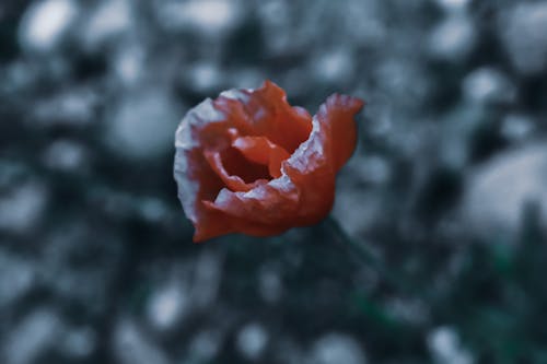 Closeup of fresh flower with thin petals growing on stem in snowy winter