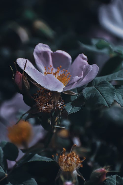 Blooming flower on shrub in garden