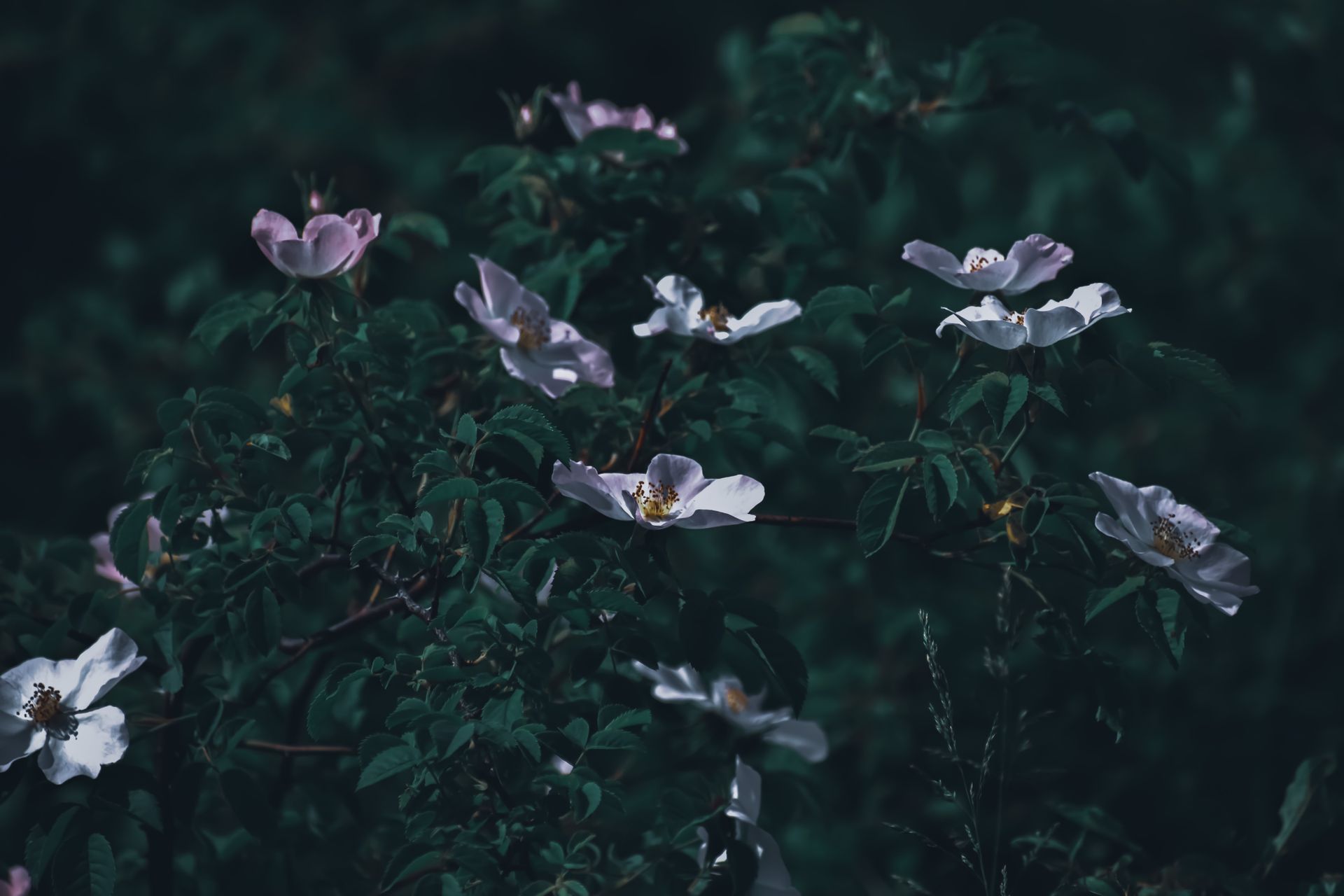Delicate wild roses bloom amidst lush green foliage, capturing the essence of tranquil nature.