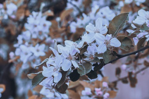 Closeup of fresh blooming flowers with leaves on twig of tree in summer park