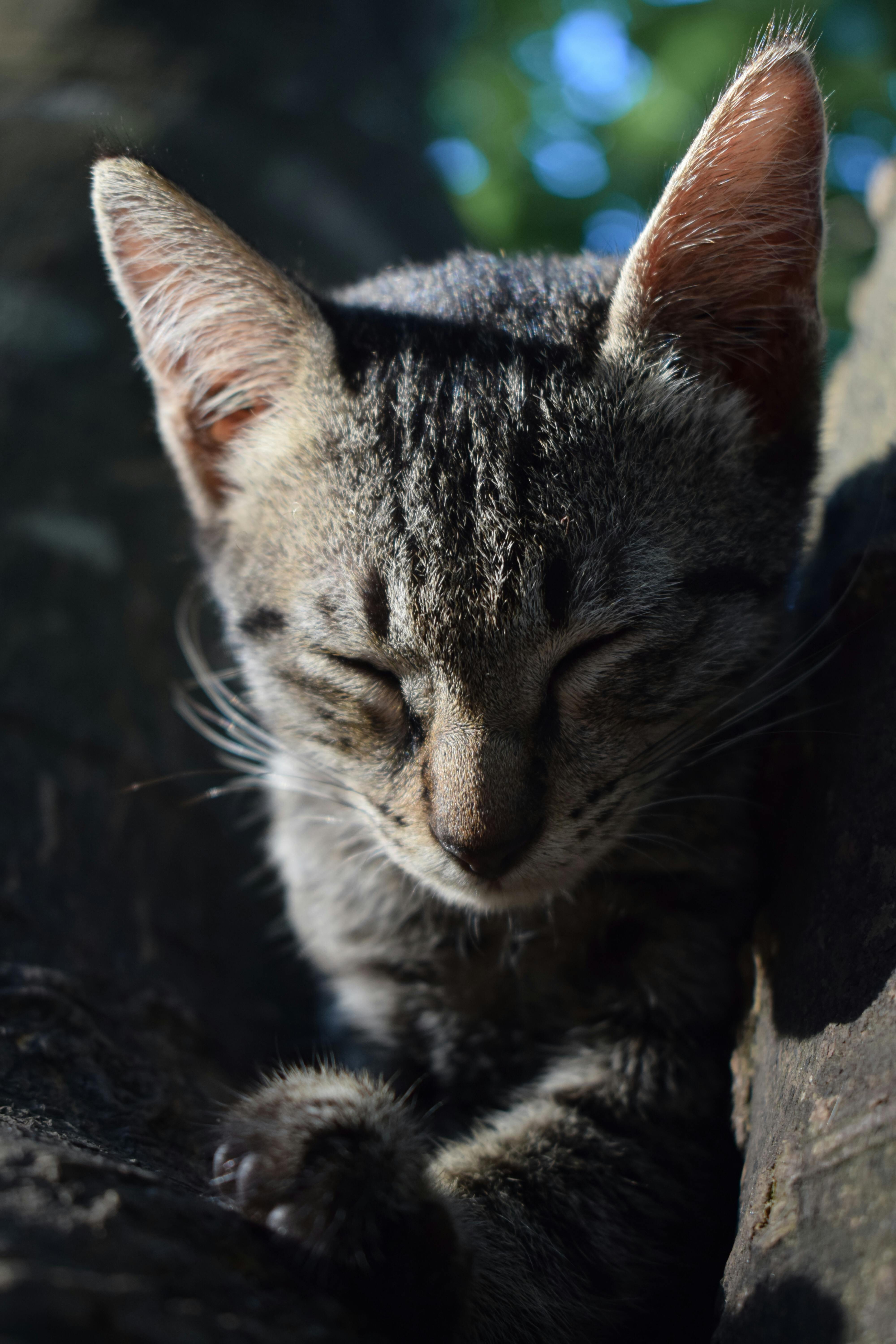 一只小猫安静地睡在树枝上，享受着自然环境
