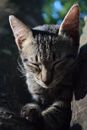 一只小猫安静地睡在树枝上，享受着自然环境