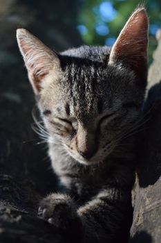 一只小猫安静地睡在树枝上，享受着自然环境