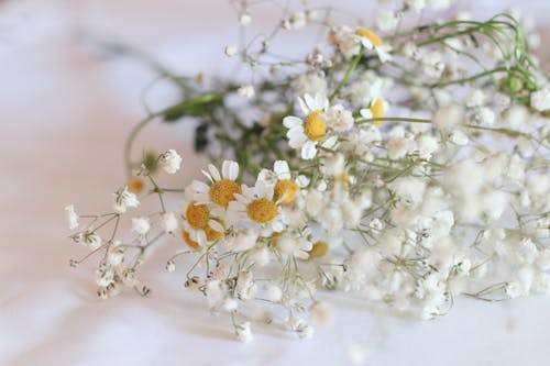 beyaz, Çiçekler, duvar kağıdı içeren Ücretsiz stok fotoğraf