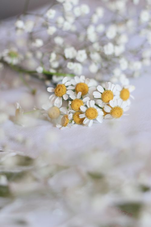 Free A close-up of chamomile and baby's breath flowers showcasing their delicate beauty. Stock Photo