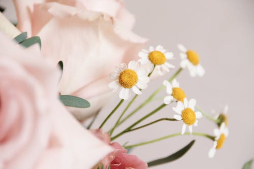 Çiçekler, duvar kağıdı, kapatmak içeren Ücretsiz stok fotoğraf