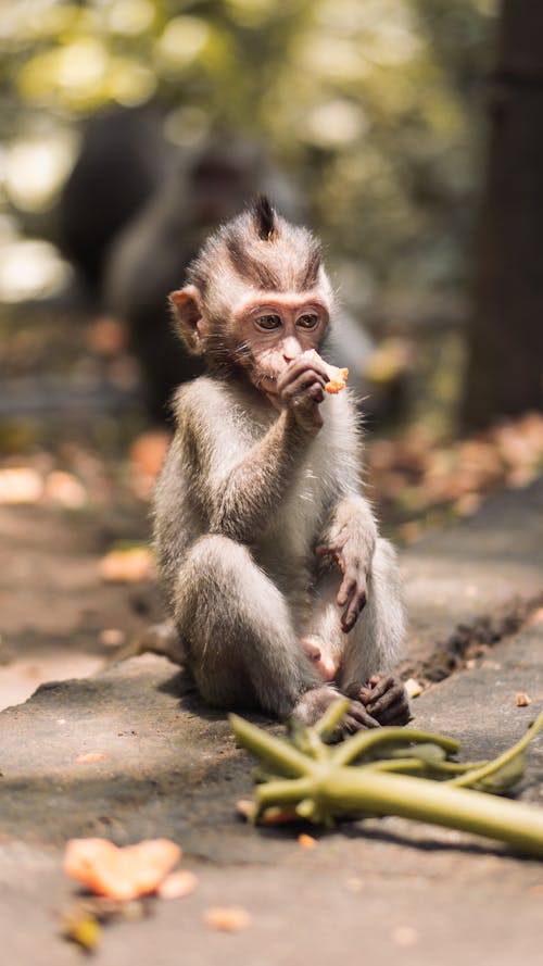 Monkey Sitting on the Ground 