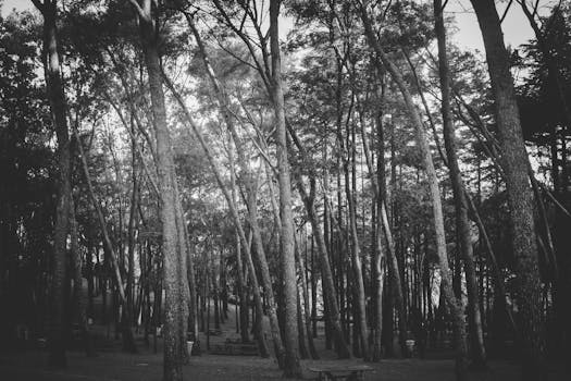 Explore the tranquility of an Istanbul forest captured in classic black and white.