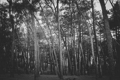 Free Explore the tranquility of an Istanbul forest captured in classic black and white. Stock Photo