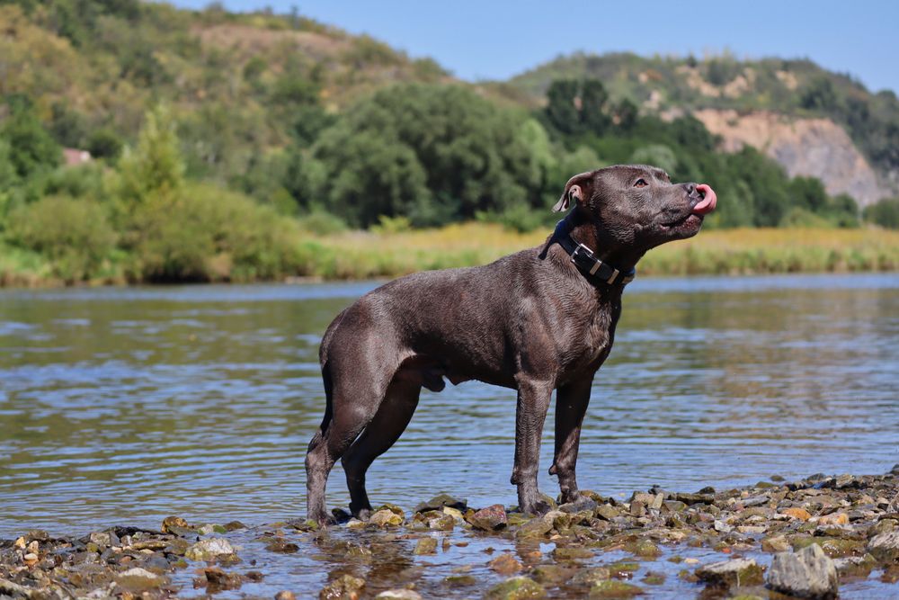 Staffordshire Bull Terrier, photo 1