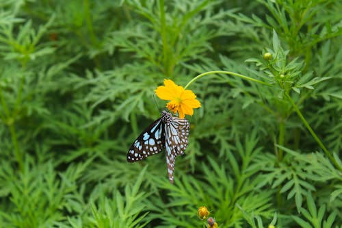 Free Black and Blue Butterfly on Yellow Flower Stock Photo