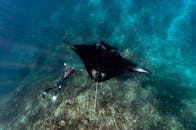 潜水员与巨大的蝠鲼一起探索海洋深处，展示水下海洋生物