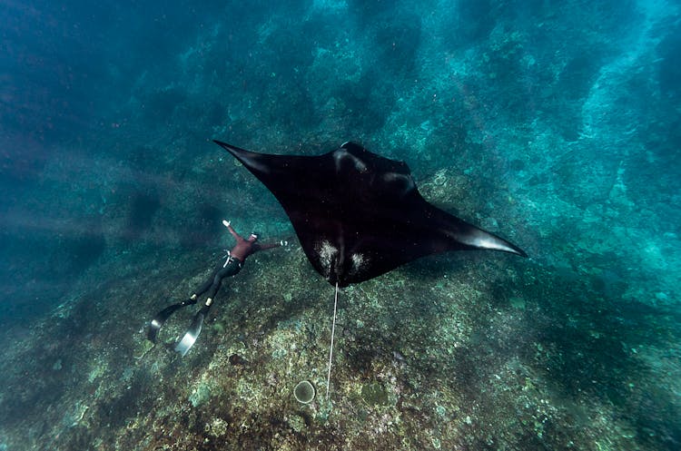 Person Swimming With A Manta Ray