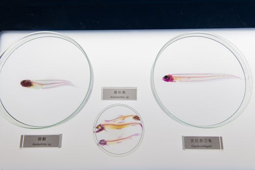 Sample of Fishes