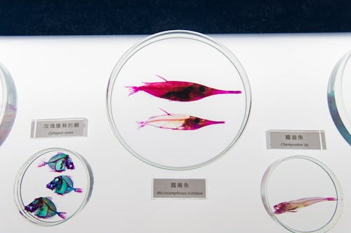 Fishes on a Glass
