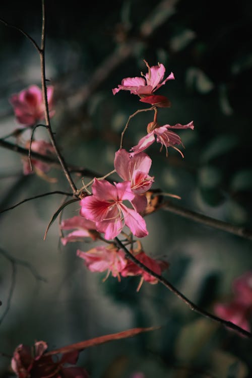 Selective focus of pink delicate flowers on long thin leafless twigs in garden on blurred background