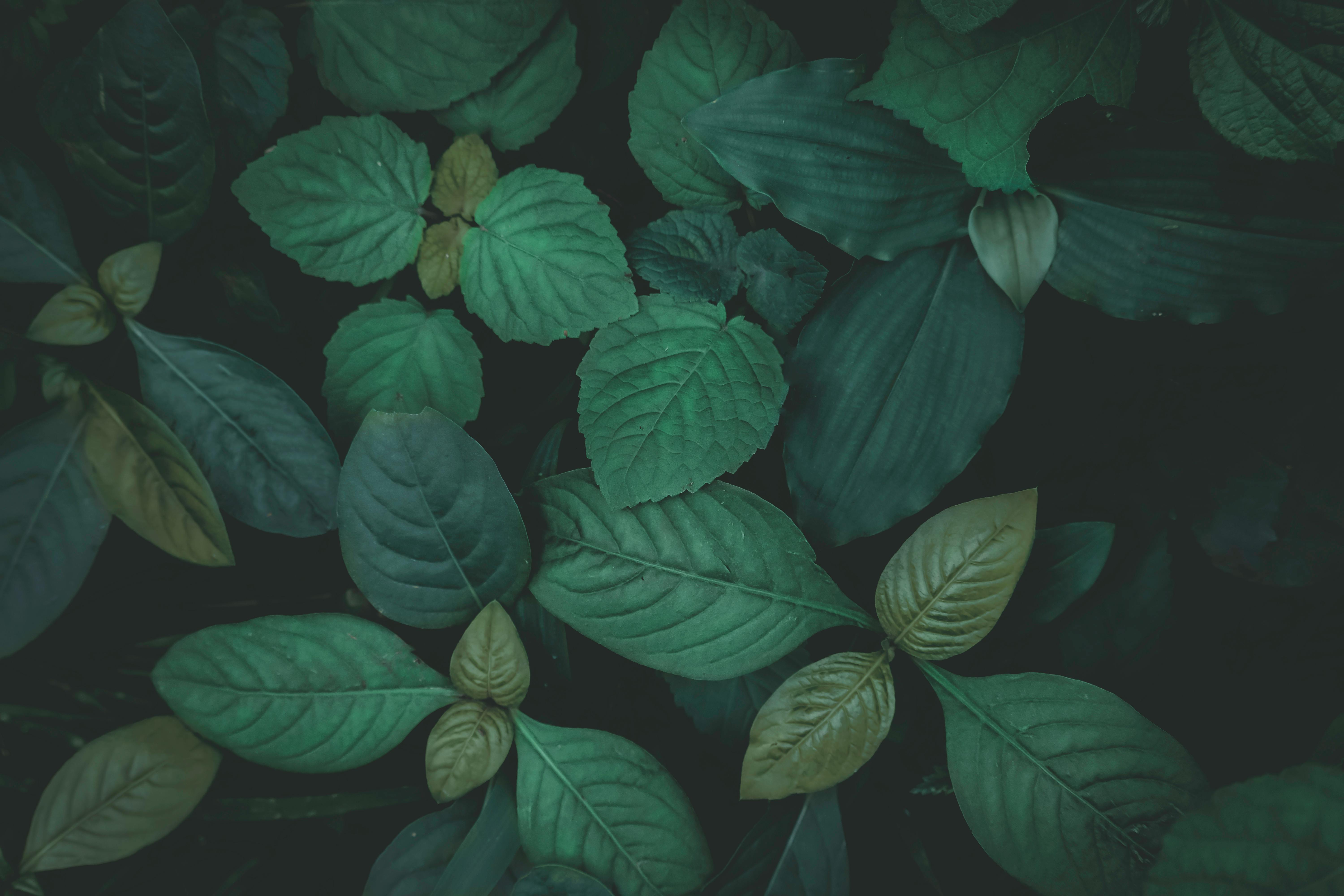 Green Leaves in Close Up Photography · Free Stock Photo