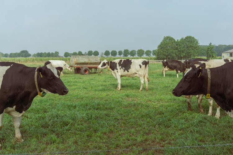 A Herd Of Holstein Cows In A Farm Field