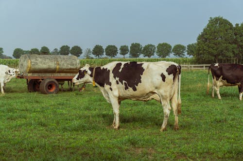 Free Cows on Standing on Grass at a Farmland Stock Photo
