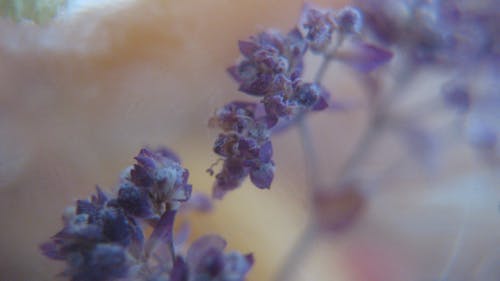 Foto profissional grátis de flores, macro, violeta