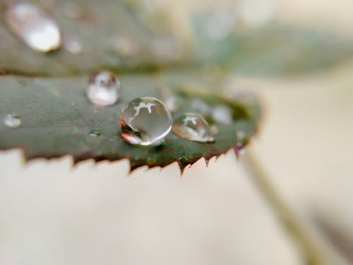 Free Water Droplets on a Leaf Stock Photo