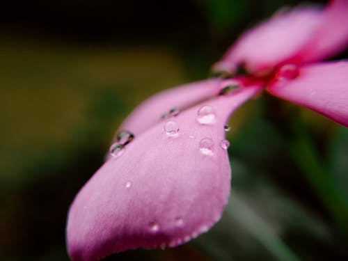 Purple Flower With Water Droplets