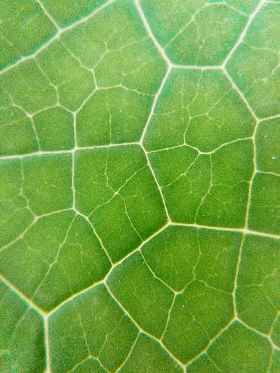 Macro Photography of Green Leaf