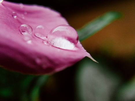 Stunning macro shot featuring water droplets on a vibrant pink flower petal, showcasing nature's delicate beauty.. pexels, st