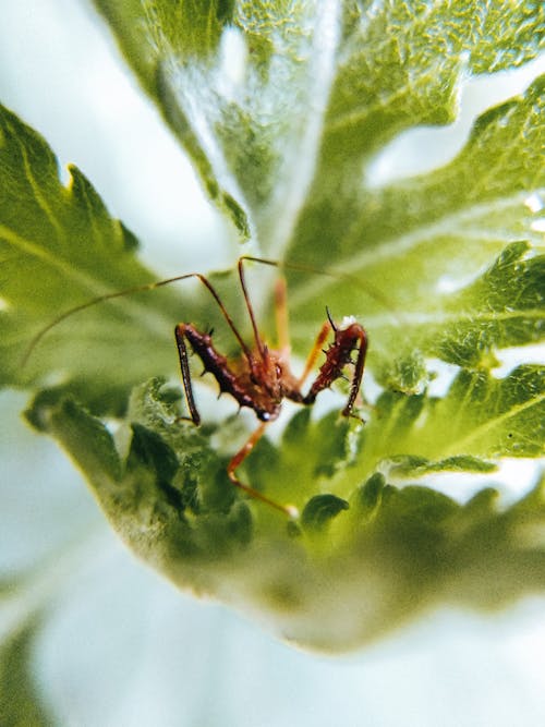 Free Insect on Green Leaf Stock Photo