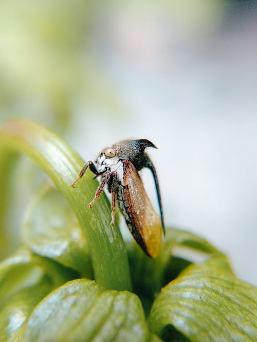 Kostnadsfri bild av blad, entomologi, insekt